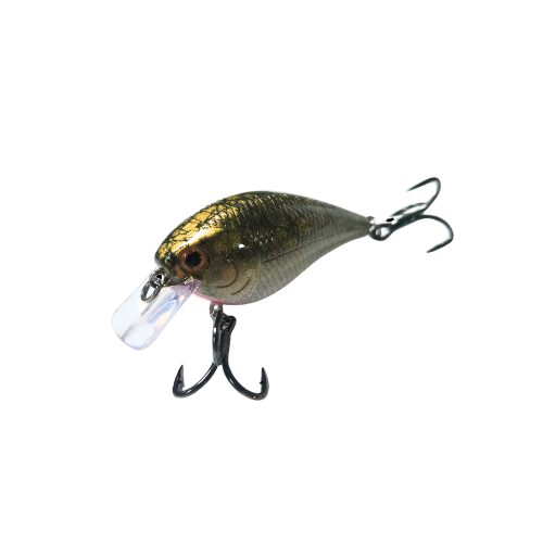Olive Shad